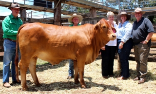 Lot 31 Nindethana Hilary Sire: Minlacowie Nasrullah  Dam: Angle Zed Clare Sold for $5,250 to the Butler family, Magnolia Farm Droughtmaters, Bli Bli.
