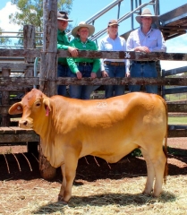 Lot 28 Nindethana Inga Sire: Jembrae Glenowie Dam: Haigslea Harriett Sold for $5,250 to Mark Pagett and Ruth Campbell (pictured), Rangeview Droughtmaster Stud, Cooroy.