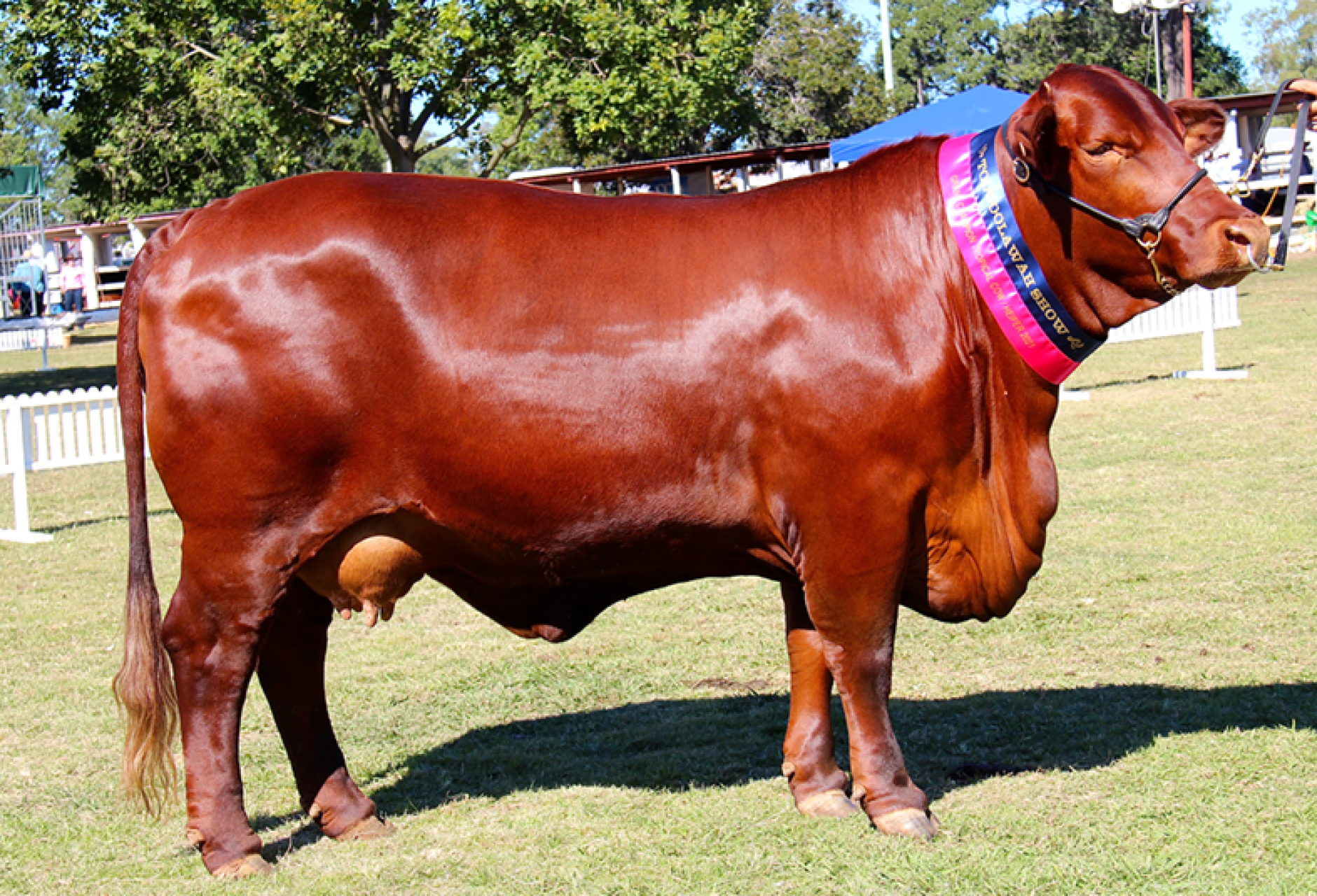 Nindethana Innika – Toogoolawah Show, 2021