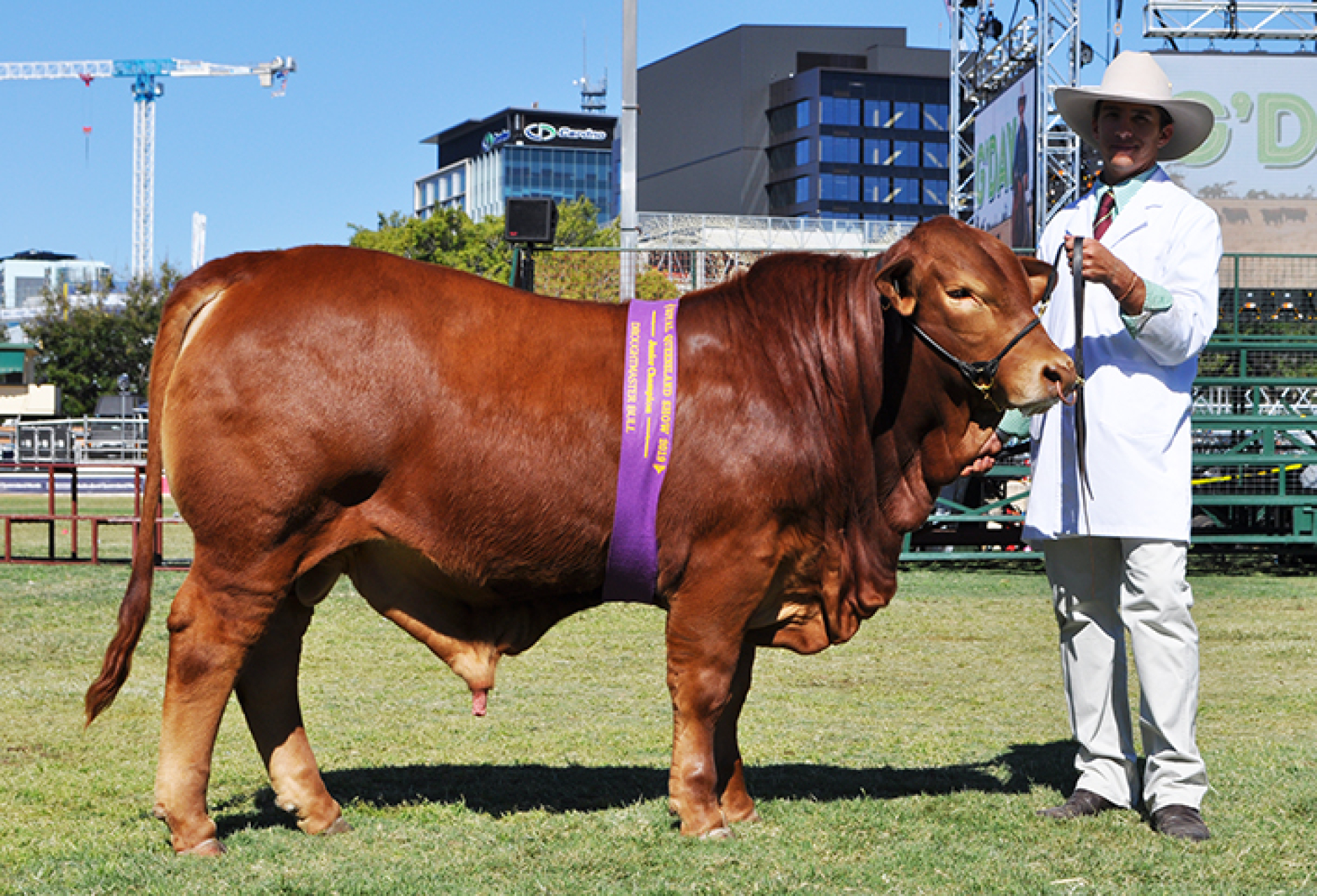 Nindethana Kensington Royal Queensland Show 2019