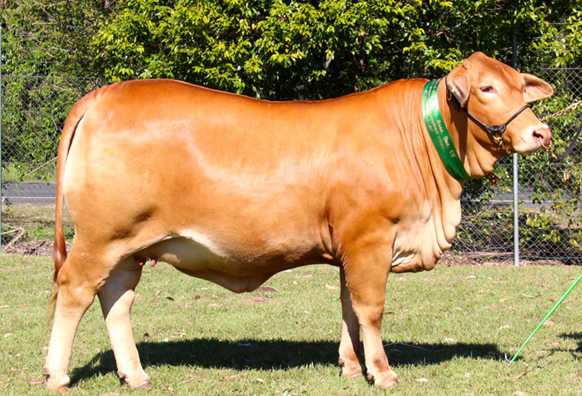 Nindethana Lolly Pop – Woodford Show, 2021