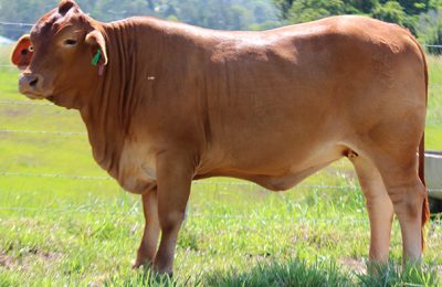 Maternal sibling: Nindethana Flo