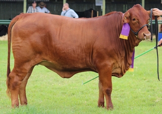 Fairibel fairibel champion heifer