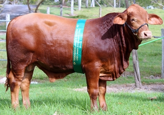 Fitzgerald 2014 toogoolawah show