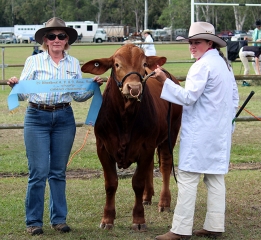 Fitzgerald Grand Champion Droughtmaster Woodford