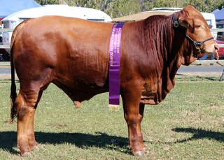 Fitzgerald champion droughtmaster yearling