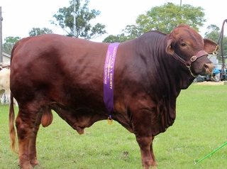 Fletcher Junior Champion Kilcoy Show