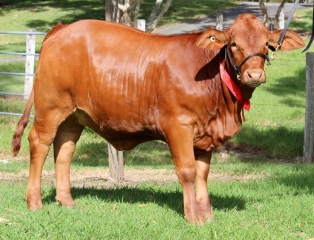 Fontine Champion calf Fontine