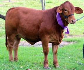 Foxy droughtmaster calf foxy