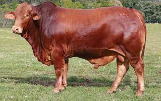 Godfrey Nindethana Godfrey