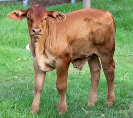 Hannibul Nindethana Hannibul